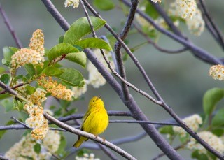 warblers&amp;wildflowers_warbler