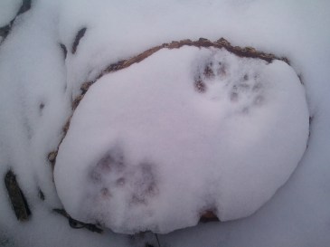 winterecology_burlington