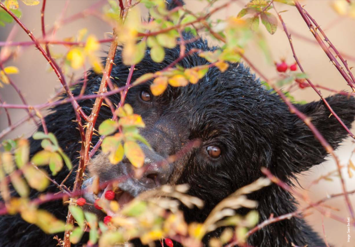Wild Heart of Place: The Making of Vermont Master&nbsp;Naturalist