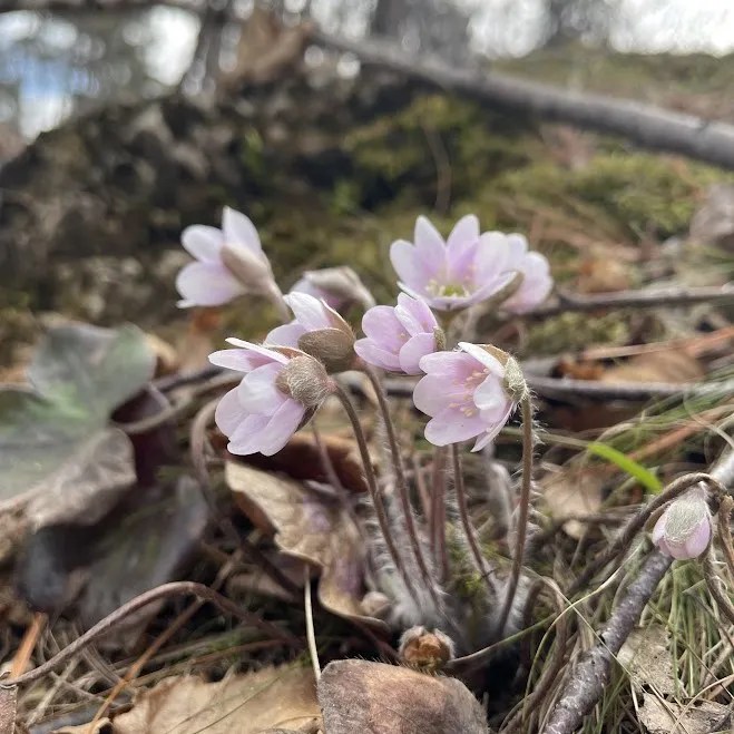 Flowers, frogs, and bees, oh&nbsp;my