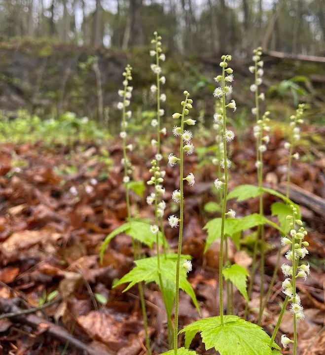 Fleeting flowers on ancient&nbsp;ground