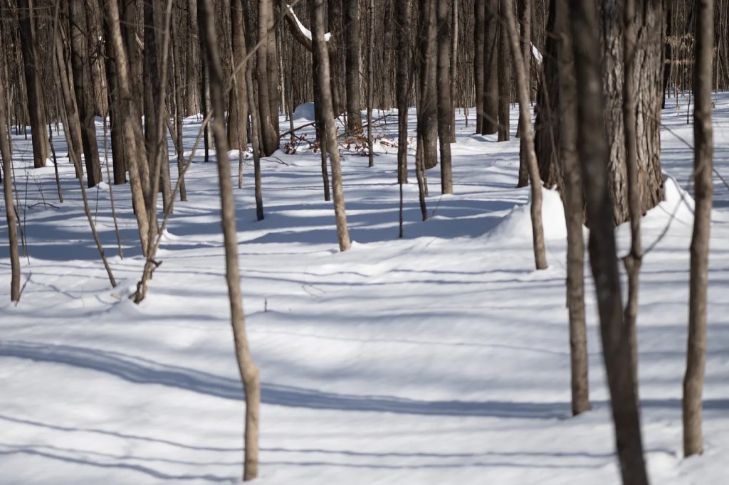 How To Learn Trees in&nbsp;Winter
