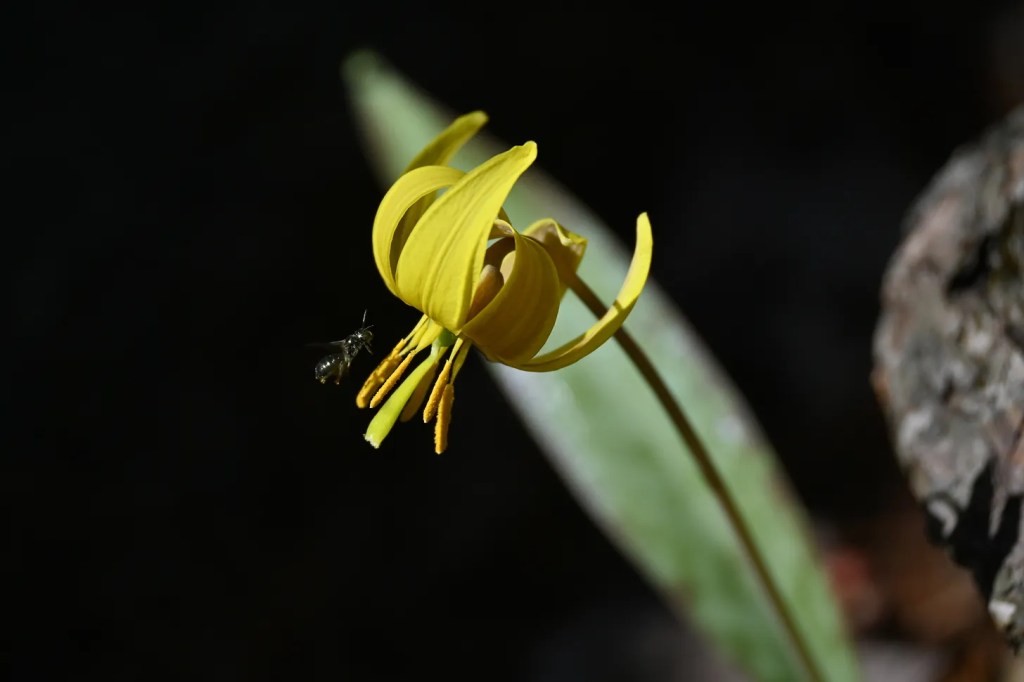 Yellow Trout Lily